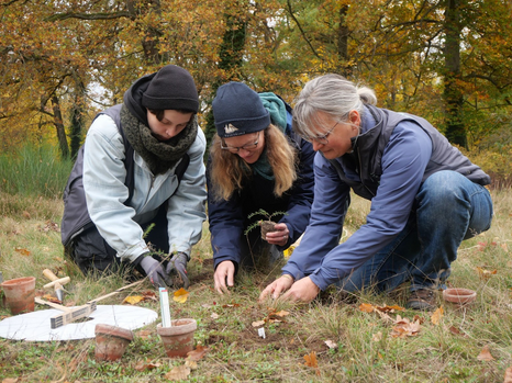 Drei Frauen auf einem Feld beim Einbringen vom Aussterben bedrohter Pflanzen